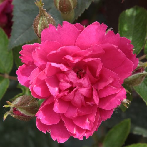 Pink Grootendorst Stromkové růže s květy anglických růží